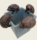 Hedgehog Range